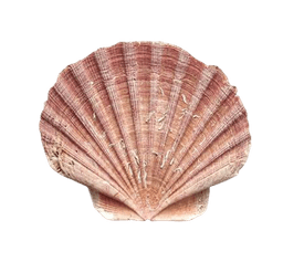 Suzanne